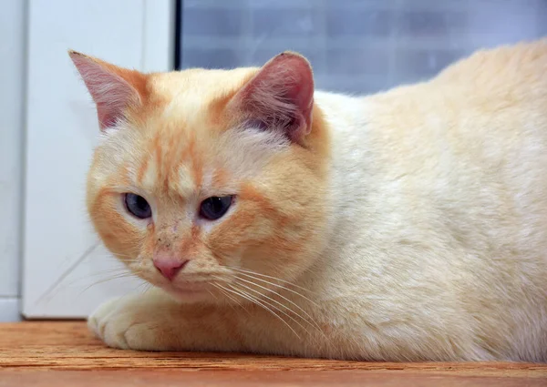 Тайська Сіамська Домашня Кішка Червоними Вухами Блакитними Очима — стокове фото