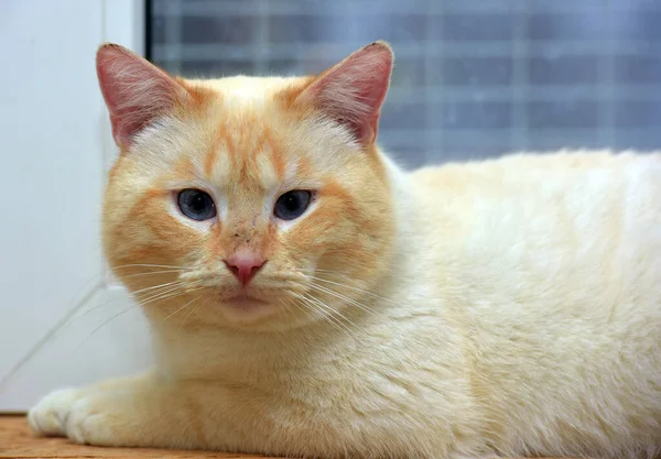 Tailandês Siamês Doméstico Gato Ponto Vermelho Com Orelhas Vermelhas Olhos — Fotografia de Stock