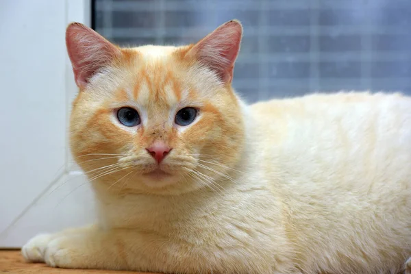 Tailandês Siamês Doméstico Gato Ponto Vermelho Com Orelhas Vermelhas Olhos — Fotografia de Stock