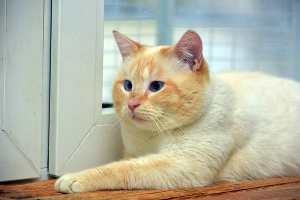 Thailändische Siamesische Hauskatze Red Point Mit Roten Ohren Und Blauen — Stockfoto