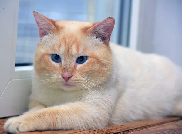 Tailandês Siamês Doméstico Gato Ponto Vermelho Com Orelhas Vermelhas Olhos — Fotografia de Stock