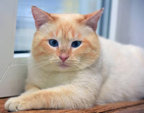 シアメス 国内の猫の赤い点と赤い耳と青い目 — ストック写真