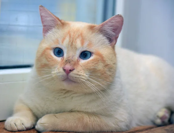 Tajski Syjamski Koty Domowe Czerwony Punkt Czerwonymi Uszami Niebieskimi Oczami — Zdjęcie stockowe