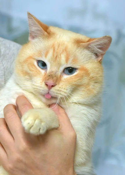 Thailändische Siamesische Hauskatze Red Point Mit Roten Ohren Und Blauen — Stockfoto