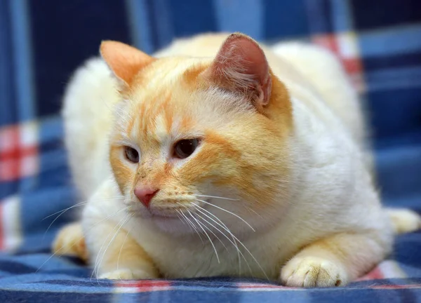 シアメス 国内の猫の赤い点と赤い耳と青い目 — ストック写真