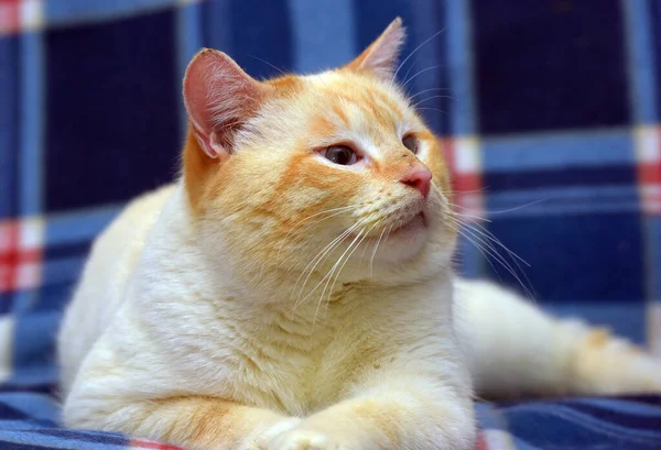 Thailändsk Siamese Katt Röd Punkt Med Röda Öron Och Blå — Stockfoto
