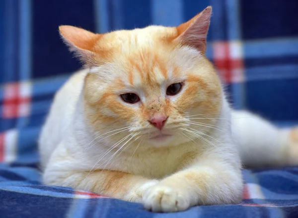 Thai Siamese Domestic Cat Red Point Red Ears Blue Eyes — Stock Photo, Image