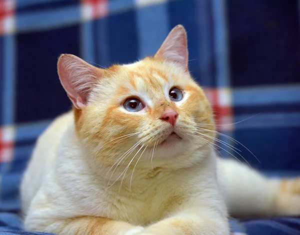 Thajská Siamská Domácí Kočka Červená Tečka Červenýma Ušima Modrýma Očima — Stock fotografie