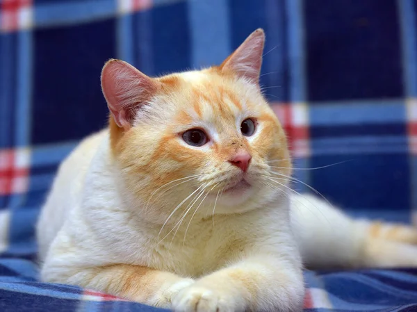 Thajská Siamská Domácí Kočka Červená Tečka Červenýma Ušima Modrýma Očima — Stock fotografie