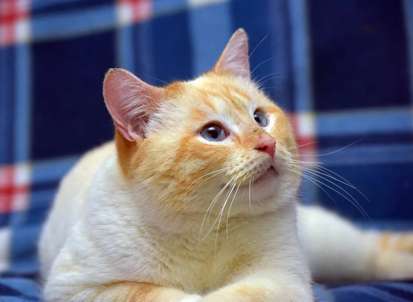 Thailändische Siamesische Hauskatze Red Point Mit Roten Ohren Und Blauen — Stockfoto