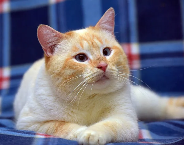Tailandés Siamés Gato Doméstico Punto Rojo Con Orejas Rojas Ojos —  Fotos de Stock