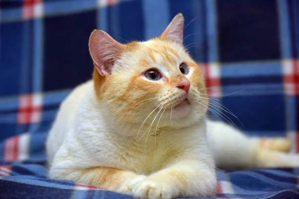 Тайська Сіамська Домашня Кішка Червоними Вухами Блакитними Очима — стокове фото