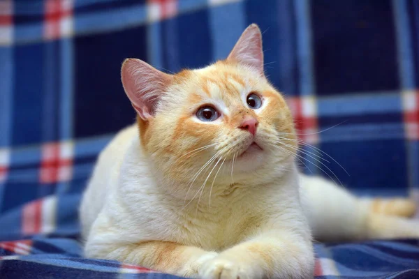 Thailändische Siamesische Hauskatze Red Point Mit Roten Ohren Und Blauen — Stockfoto