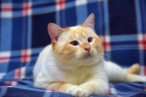Tailandés Siamés Gato Doméstico Punto Rojo Con Orejas Rojas Ojos — Foto de Stock