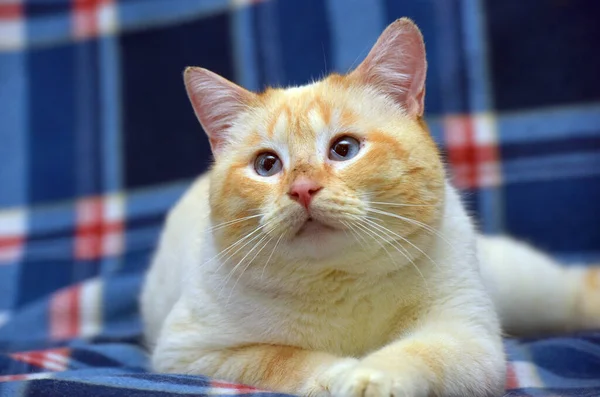 Thailändische Siamesische Hauskatze Red Point Mit Roten Ohren Und Blauen — Stockfoto