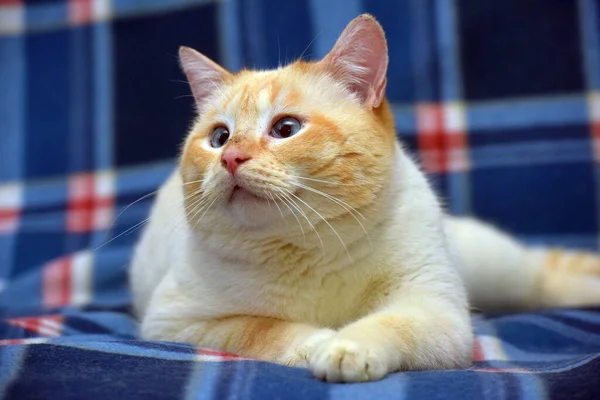 Thaise Siamees Huiskat Rood Punt Met Rode Oren Blauwe Ogen — Stockfoto