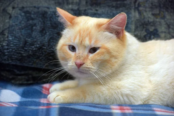 Tailandês Siamês Doméstico Gato Ponto Vermelho Com Orelhas Vermelhas Olhos — Fotografia de Stock