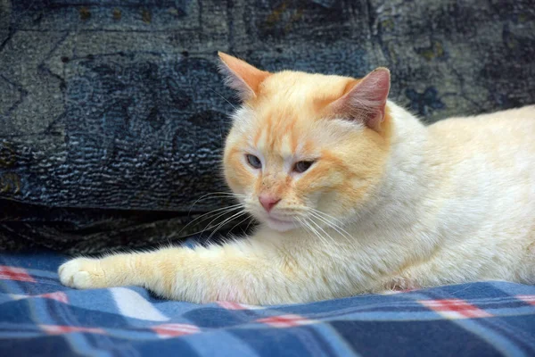 Tailandês Siamês Doméstico Gato Ponto Vermelho Com Orelhas Vermelhas Olhos — Fotografia de Stock