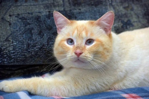 Tailandés Siamés Gato Doméstico Punto Rojo Con Orejas Rojas Ojos — Foto de Stock