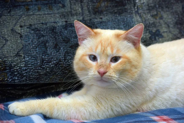 Tailandês Siamês Doméstico Gato Ponto Vermelho Com Orelhas Vermelhas Olhos — Fotografia de Stock