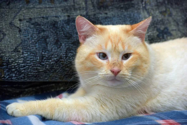 Tajski Syjamski Koty Domowe Czerwony Punkt Czerwonymi Uszami Niebieskimi Oczami — Zdjęcie stockowe