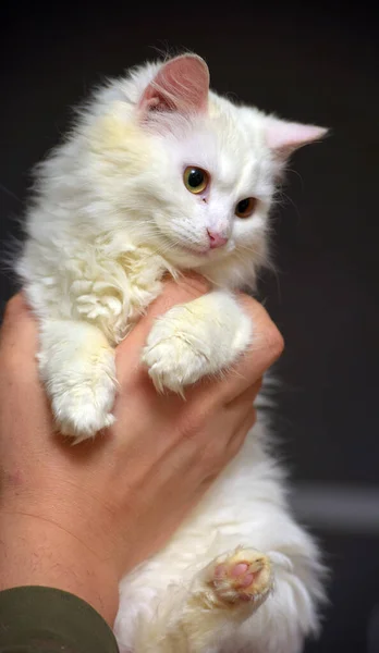 Witte Angora Kat Kitten Handen Close — Stockfoto