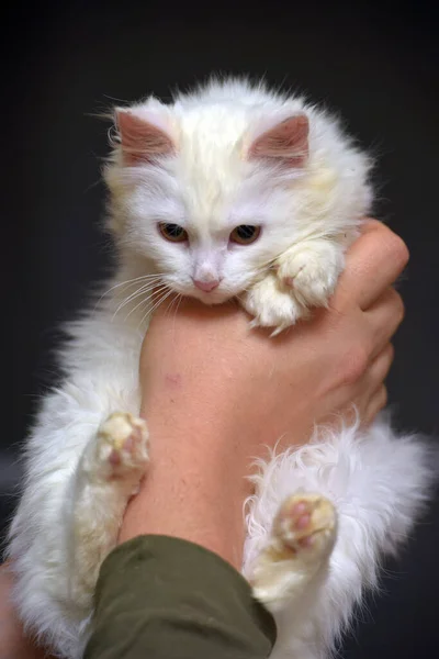 Witte Angora Kat Kitten Handen Close — Stockfoto