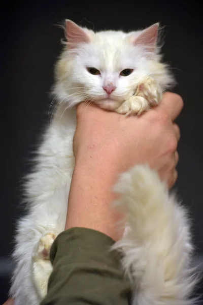 Witte Angora Kat Kitten Handen Close — Stockfoto