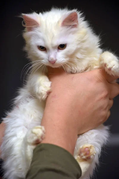 Beyaz Angora Kedi Yavrusu Ellerde Yaklaş — Stok fotoğraf