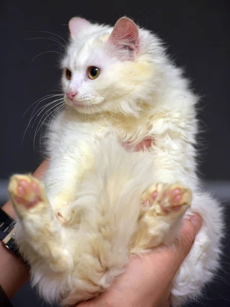 Білий Ангорський Кіт Кошеня Руках Крупним Планом — стокове фото