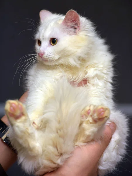 Blanco Angora Gato Gatito Manos Cerrar Hasta —  Fotos de Stock