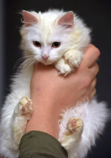Bílá Angora Kočka Kotě Rukou Zblízka — Stock fotografie