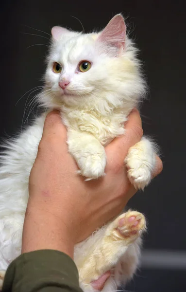 Blanco Angora Gato Gatito Manos Cerrar Hasta —  Fotos de Stock