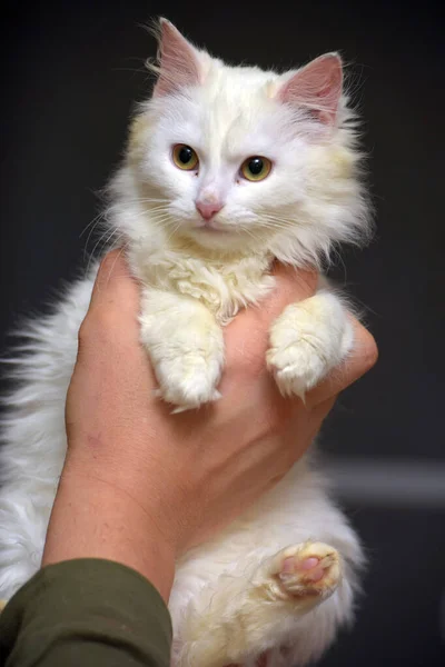 Kucing Putih Angora Kucing Tangan Menutup — Stok Foto