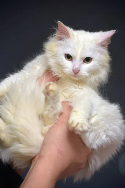 Kucing Putih Angora Kucing Tangan Menutup — Stok Foto