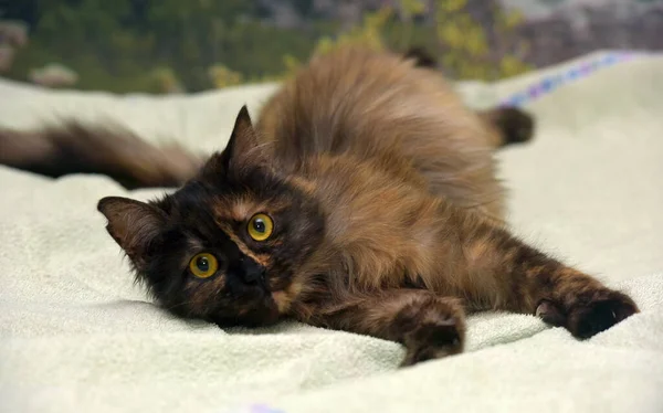 Красивий Пухнастий Кіт Черепашки Дивані — стокове фото