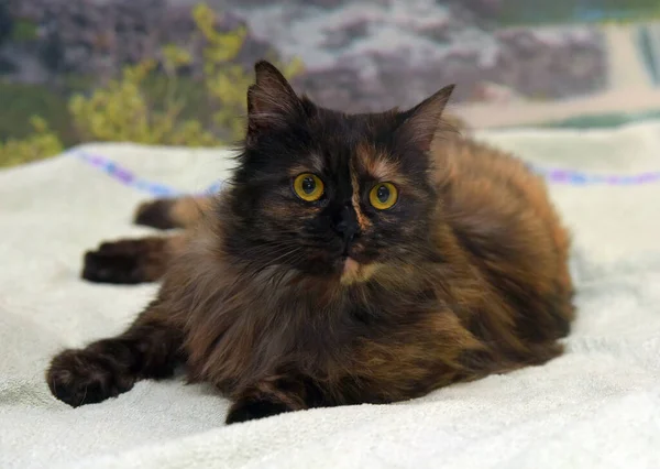 Güzel Pofuduk Kaplumbağa Kabuklu Kedi Kanepede — Stok fotoğraf