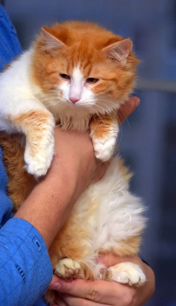 漂亮的绒毛红猫 手里拿着白色的 — 图库照片