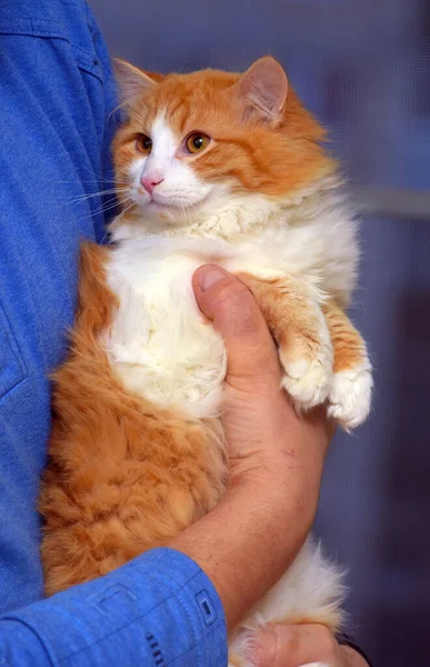 漂亮的绒毛红猫 手里拿着白色的 — 图库照片