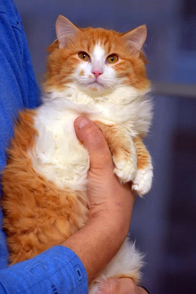 Vacker Fluffig Röd Katt Med Vit Händerna — Stockfoto