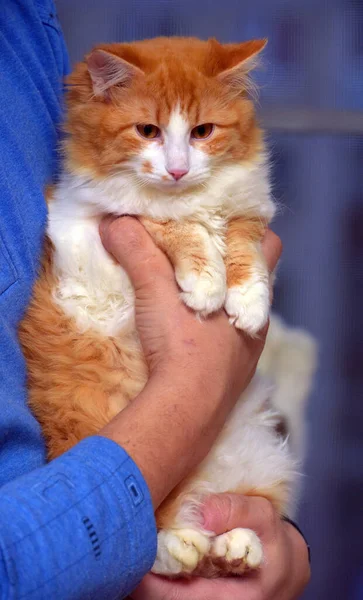 Όμορφη Χνουδωτή Κόκκινη Γάτα Λευκό Στα Χέρια Του — Φωτογραφία Αρχείου