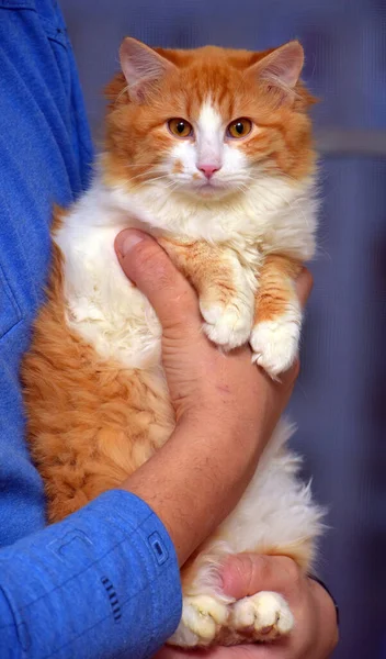 Красивий Пухнастий Червоний Кіт Білим Руках — стокове фото