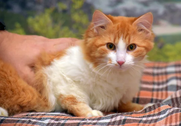 Beautiful Fluffy Red White Cat Couch — Stock Photo, Image