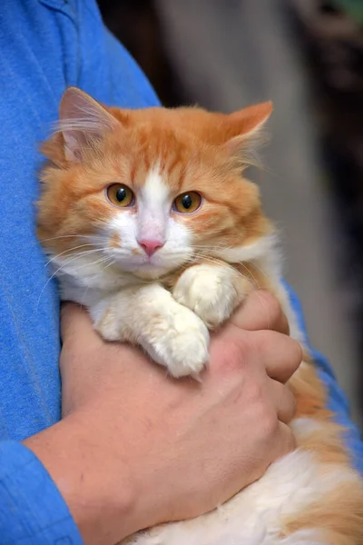 Schöne Flauschige Rote Katze Mit Weiß Seinen Händen — Stockfoto