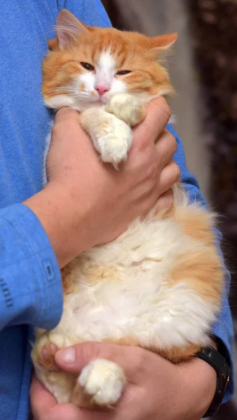 Όμορφη Χνουδωτή Κόκκινη Γάτα Λευκό Στα Χέρια Του — Φωτογραφία Αρχείου