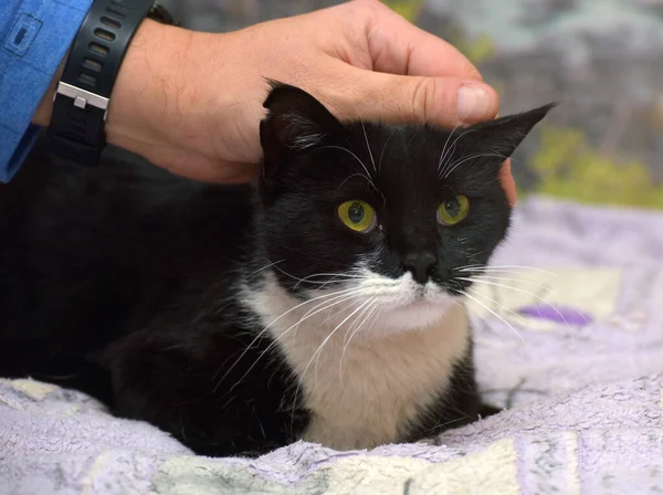 Kucing Eropa Hitam Dan Putih Atas Tempat Tidur — Stok Foto