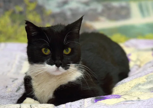 Black White European Shorthair Cat Bed — Stock Photo, Image