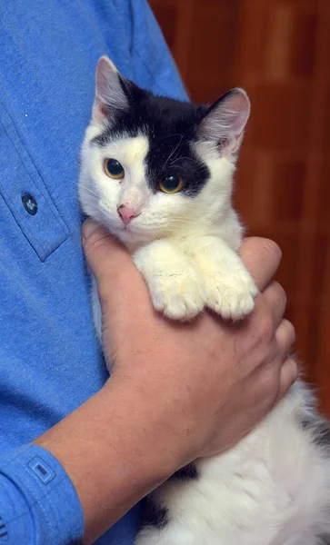 Imut Putih Kecil Dengan Kucing Hitam Lengan — Stok Foto