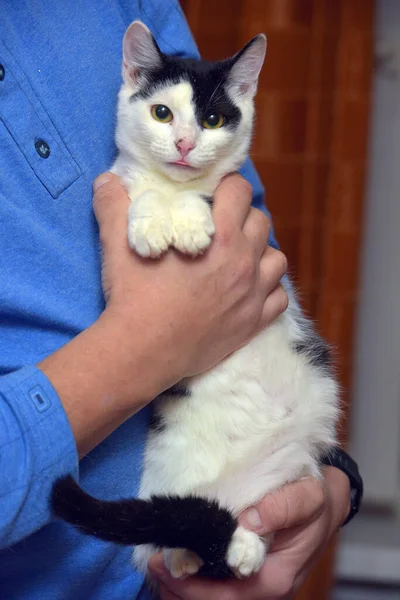 Imut Putih Kecil Dengan Kucing Hitam Lengan — Stok Foto