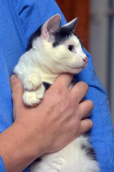 Imut Putih Kecil Dengan Kucing Hitam Lengan — Stok Foto